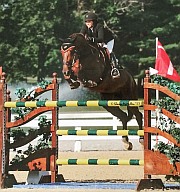Picture: 9 yo gelding showing successfully in U25 GP
