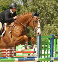 Picture: 11 yo gelding by Askari successfully shown up to 1.50m