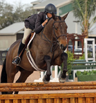 Picture: 8 yo gelding by Landor S, winning 3'3 pre green
